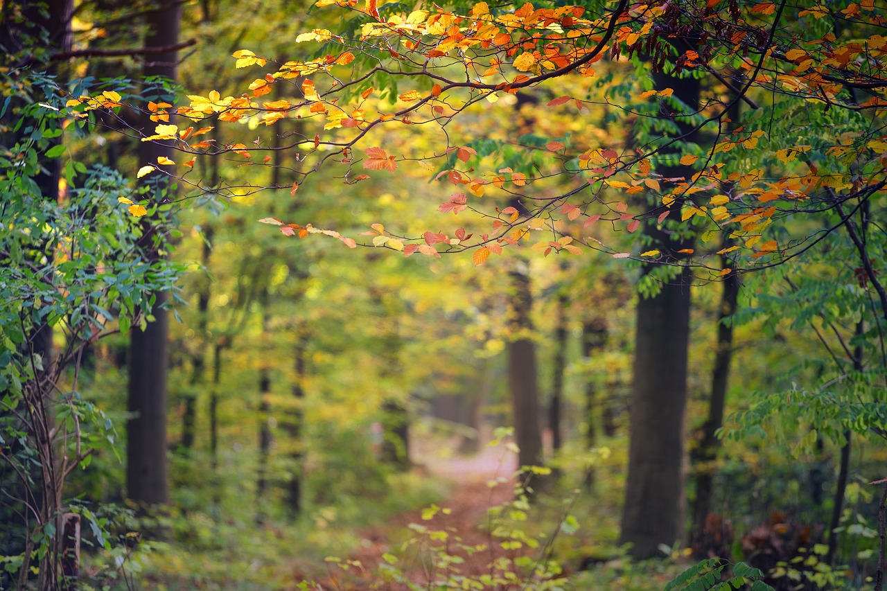 Mastering the Art of Painting Trees in Front Light